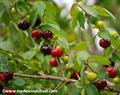گیلاس ریو گرَند